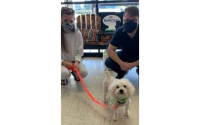 Winslow's Adoption Story - Subaru Loves Pets