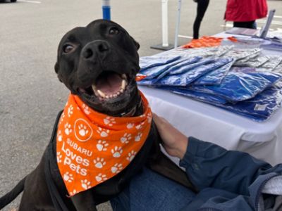 Subaru Loves Pets and Happy Trails for Charlie!