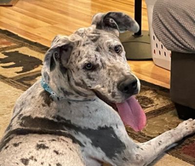 Jefferson County Dog Control & Fuccillo Subaru Loves Pets 2022