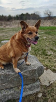 How $30,000 Is Changing Lives: Subaru’s Gift of Love to Kennebec Valley Humane Society