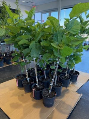 Growing a Greener Tomorrow Together