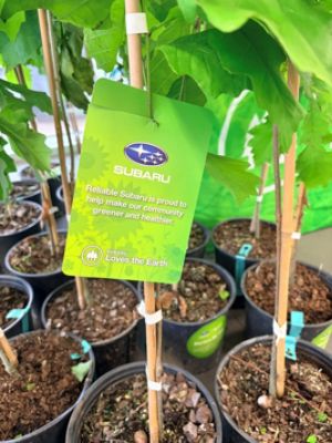Subaru Loves the Earth with Arbor Tree Foundation!