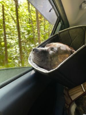 Sherlock's Second Chance