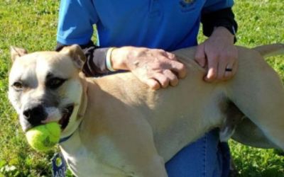 Brown's Manassas Subaru Helps Rehome Homeless Pets