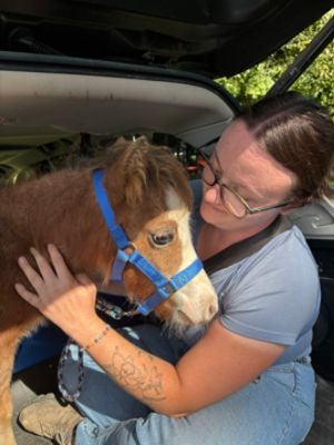 Miniature Horse Catches a Ride! - Beth S.
