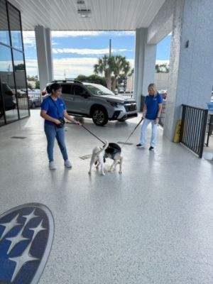 Holiday Adoption Event!