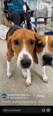 PA Caring for K9s