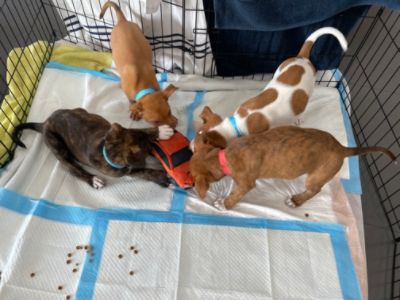 Puppy Pop-Up Adoption Fun!