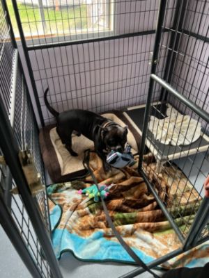 Ira Subaru Manchester Loves Pets