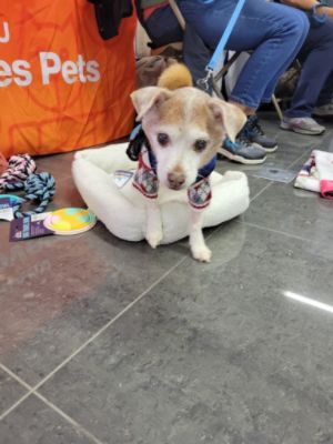Little Shelter Animal Rescue and Adoption Center Share a Love Promise