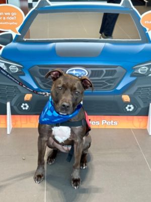 Subaru Loves Pets!