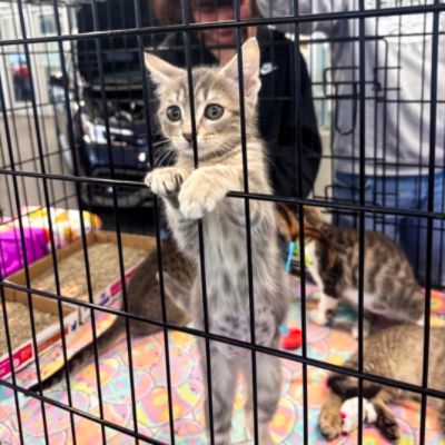 Heritage Subaru Catonsville Loves to Support BARCS