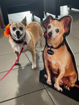 Potato Found Her Furever!