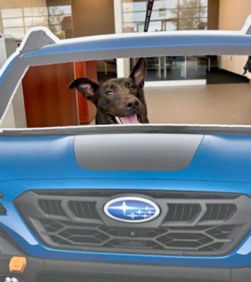 Subaru Loves Pets!