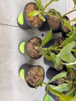 Give A Tree, Plant A Tree!!