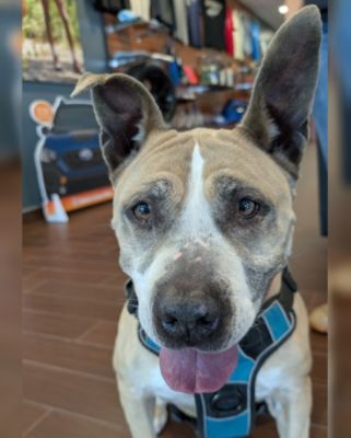 Another Great Subaru Loves Pets month!