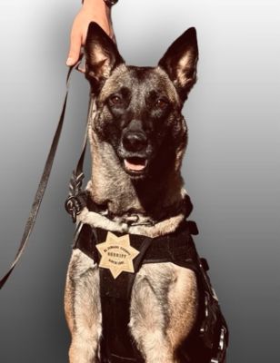 Shingle Springs Subaru support to Sheriff K9 Evi