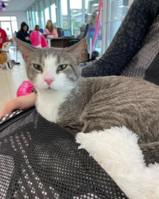 Fitzgerald Free Adoption Promo & Event