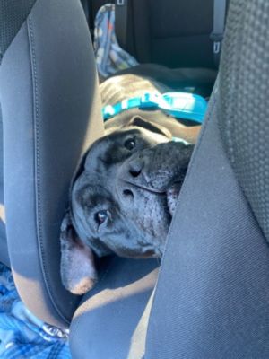 Pawtober Fest 