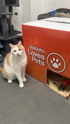 Creating Positive Impact for Connecticut's Pets