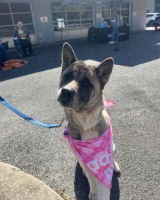 Thomas Subaru Bedford Celebrates Subaru Loves Pets Month with Successful Adoption Event