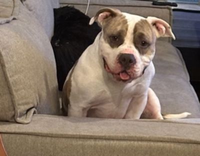 Appa Finds a Family to Love Him!