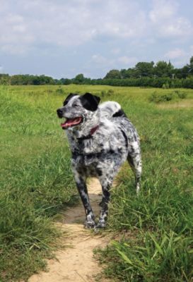 The Outback at Shelby Farms Park