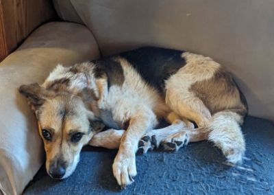 McCrea Subaru Loves Pets