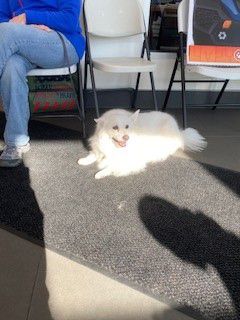 Garber Subaru Loves Pets