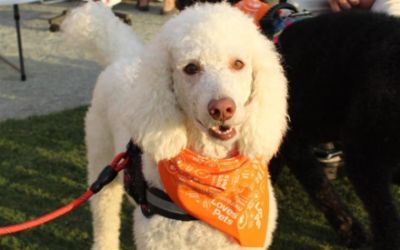 Sharing the love at Woofstock!