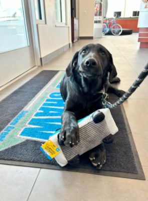 Finding Dogs Furever Homes