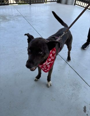 Fitzgerald Countryside Subaru Loves Pets