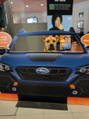 Fetching Hearts Rescue loves Schaller Subaru