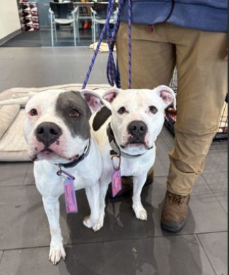 Helping our Furry Friends