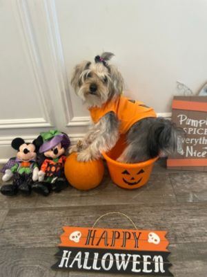 Bay Ridge Subaru adoption event 2023