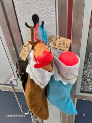 2024 Christmas Kennel Campaign
