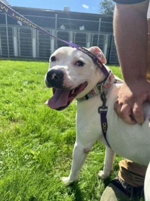 Adoption & Wellness Event