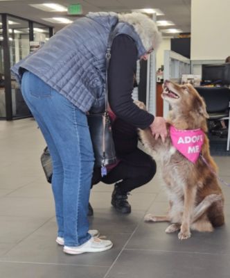 Love Promise: From Senior Dogs to the People who Love Them 