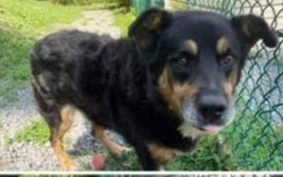 Still Lots of Love to Give-Magnus