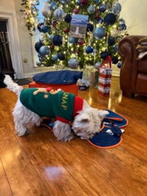 Charlie's 2025 Christmas story 