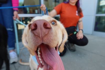 Pet Adoption Event Humane Society of Pulaski County