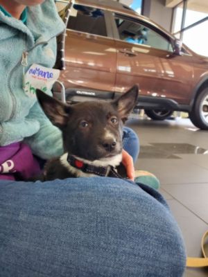 Safe Place/Safe Ride to Share the Love