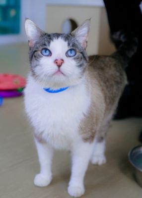 Simba's Forever Home