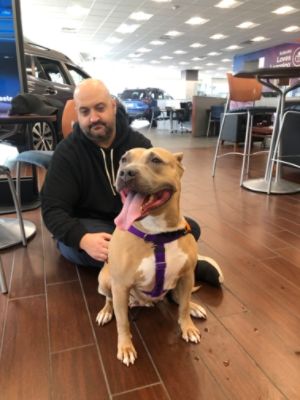 PAWS loves Ciocca Subaru