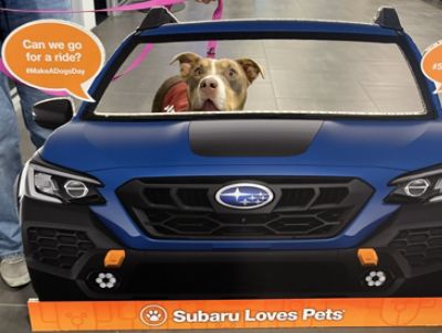 Dog Adoption Events at McGovern Subaru are THE BEST!
