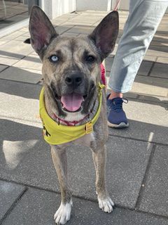 Wag On Inn Rescue and Freehold Subaru Pet Adoption Day is a success!
