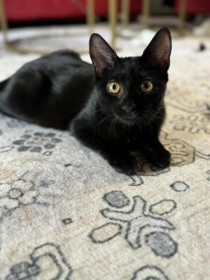 Wayne Subaru Helps ADOPT and the Pequannock Township Animal Shelter pets find their Forever Homes