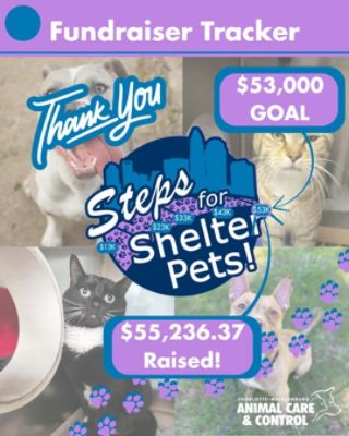 Stepping Up for Charlotte's Shelter Pets