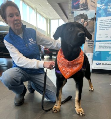 Share the Love - The Neenah Animal Shelter