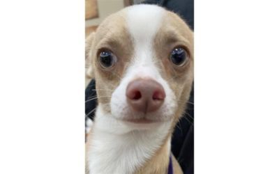 BOSS THE SENIOR CHIHUAHUA HAS A FOREVER HOME!